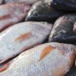 le poisson plus cher